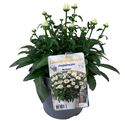 Bild von VP Leucanthemum P19 Snowcap